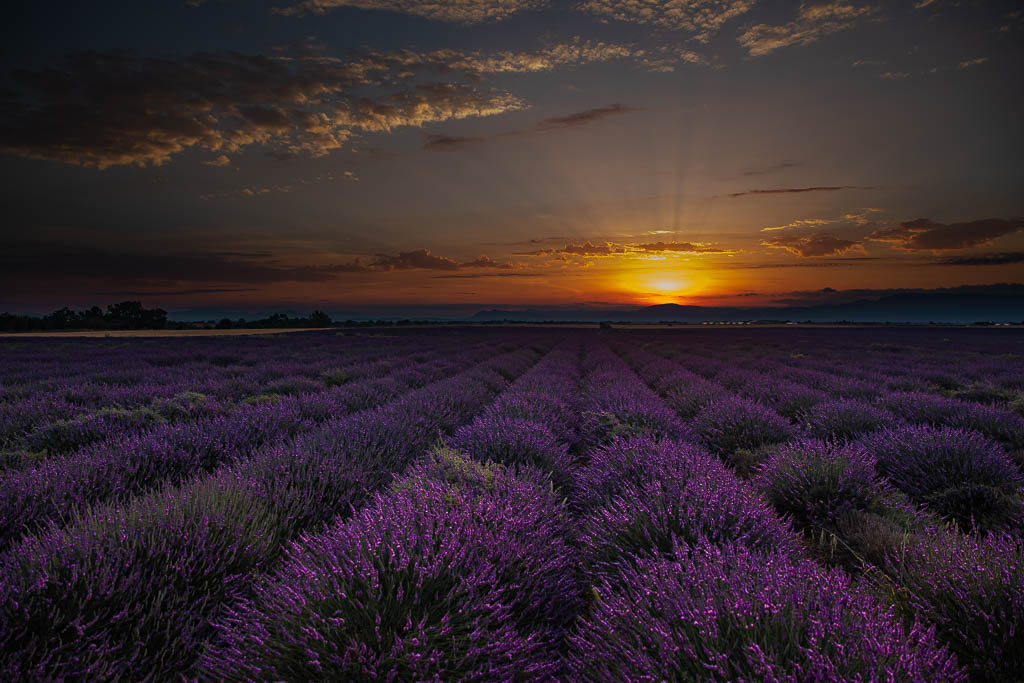 Forest Path - Journey through nature. Photo by Marcio Parente